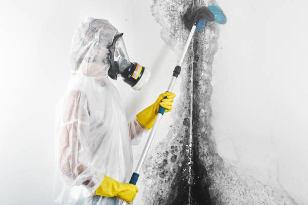 Trusted Montpelier, VT Mold Removal Experts